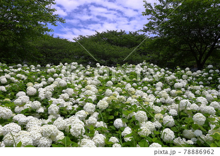埼玉県幸手市 県営権現堂公園 白いあじさいアナベルの斜面と青空とうろこ雲 埼玉県幸手市 県営権現堂公園 白いあじさいアナベルの斜面と青空とうろこ雲 78886962