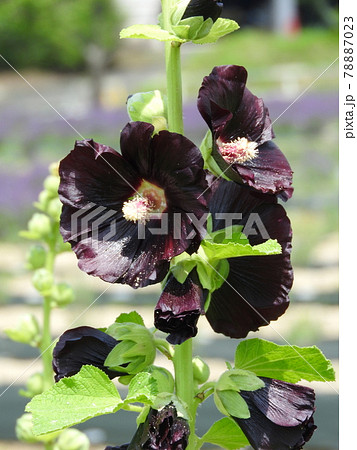 ブラックマロウ(タチアオイの黒紫花品種) ブラックマロウ(タチアオイの黒紫花品種) 78887023