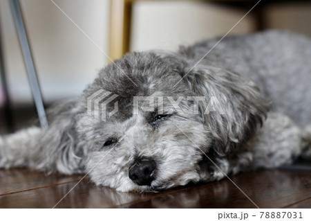 床に寝そべるトイプードルの顔 78887031