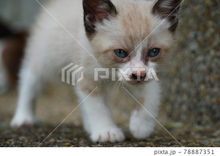 青い瞳の可愛い野良猫の仔猫 青い瞳の可愛い野良猫の仔猫 78887351
