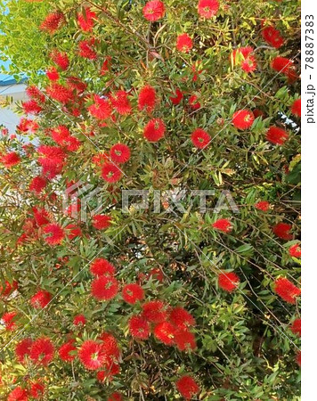 シンボルツリーの真っ赤な花色のブラシの木 78887383