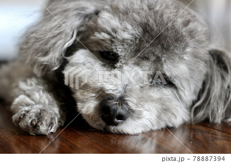 床に寝転ぶトイプードルの顔 床に寝転ぶトイプードルの顔 78887394