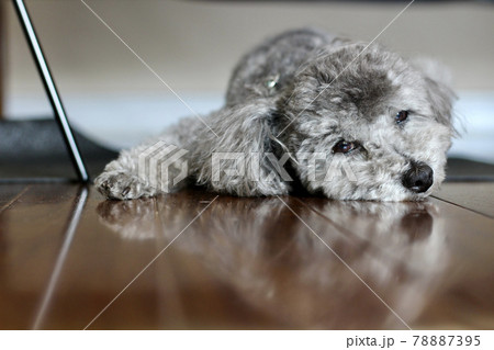 床に寝転ぶトイプードルの顔 78887395