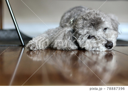 床に寝転ぶトイプードルの顔 床に寝転ぶトイプードルの顔 78887396