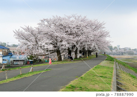 東京都 春 羽村市 多摩川沿い大正土手の桜並木 東京都 春 羽村市 多摩川沿い大正土手の桜並木 78887990