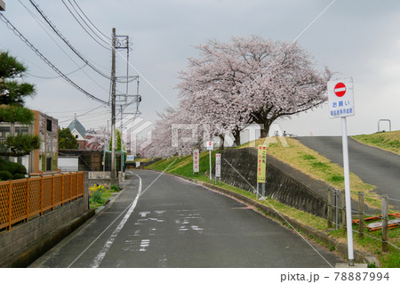 東京都 春 羽村市 多摩川沿い大正土手の桜並木 東京都 春 羽村市 多摩川沿い大正土手の桜並木 78887994