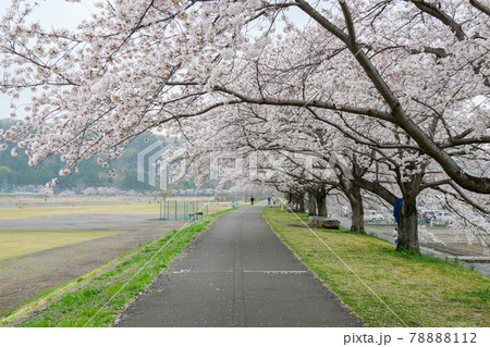 東京都 春 羽村市 多摩川沿い大正土手の桜並木 東京都 春 羽村市 多摩川沿い大正土手の桜並木 78888112