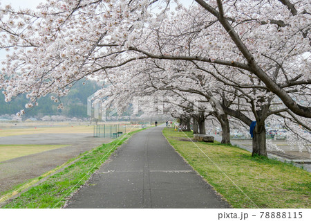 東京都 春 羽村市 多摩川沿い大正土手の桜並木 東京都 春 羽村市 多摩川沿い大正土手の桜並木 78888115