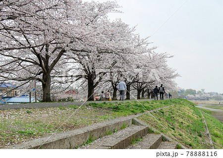 東京都　春　羽村市　多摩川沿い大正土手の桜並木 78888116