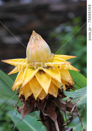 雲南地湧金蓮 78888368