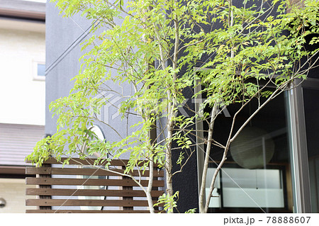 黒い外壁と緑 黒い外壁と緑 78888607