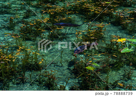 岐阜県　関市　板取　モネの池と周辺の風景 78888739