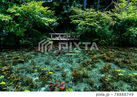 岐阜県　関市　板取　モネの池と周辺の風景 78888749