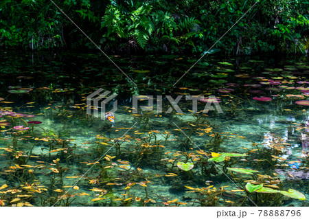 岐阜県　関市　板取　モネの池と周辺の風景 78888796