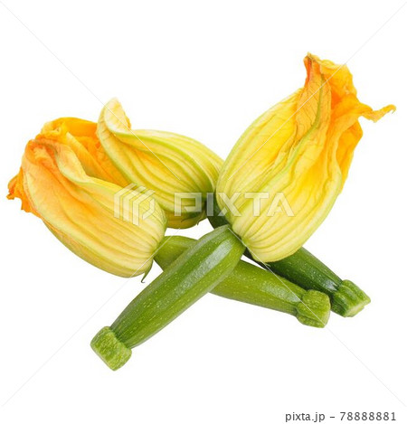 ズッキーニの花の写真素材 71