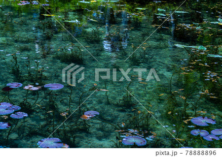 岐阜県　関市　板取　モネの池と周辺の風景 78888896