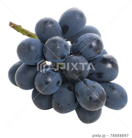 ナガノパープル 78888897