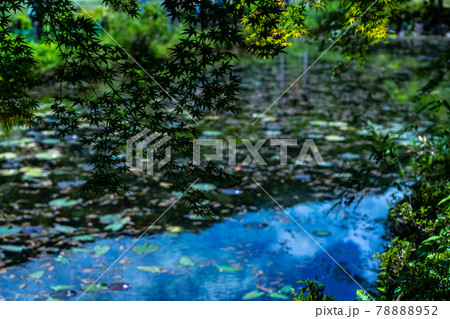 岐阜県　関市　板取　モネの池と周辺の風景 78888952