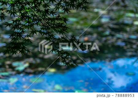 岐阜県　関市　板取　モネの池と周辺の風景 78888953