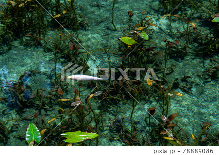 岐阜県 関市 板取 モネの池と周辺の風景 岐阜県 関市 板取 モネの池と周辺の風景 78889086