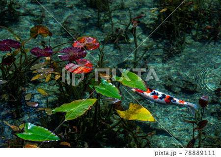 岐阜県 関市 板取 モネの池と周辺の風景 岐阜県 関市 板取 モネの池と周辺の風景 78889111