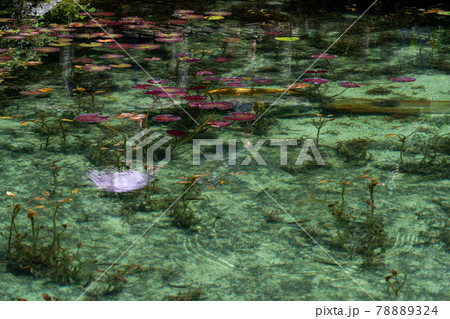 岐阜県　関市　板取　モネの池と周辺の風景 78889324