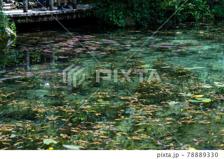 岐阜県 関市 板取 モネの池と周辺の風景 岐阜県 関市 板取 モネの池と周辺の風景 78889330