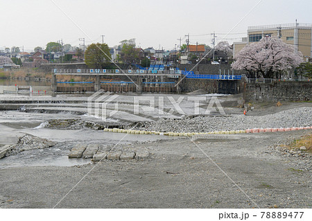 東京都 春 羽村市 羽村取水堰 東京都 春 羽村市 羽村取水堰 78889477