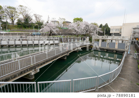 東京都 春 羽村市 玉川上水の桜 東京都水道局の羽村導水ポンプ所 東京都 春 羽村市 玉川上水の桜 東京都水道局の羽村導水ポンプ所 78890181