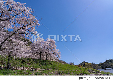 鳥取県鳥取市 春の鳥取城の二の丸の桜と石垣 鳥取県鳥取市 春の鳥取城の二の丸の桜と石垣 78890183