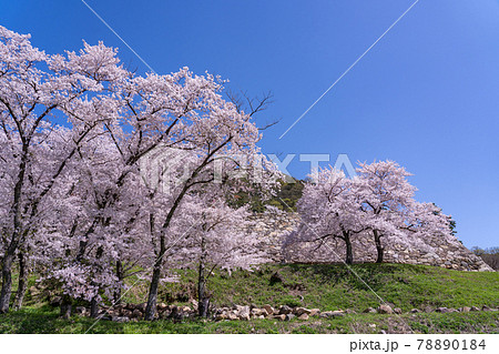 鳥取県鳥取市 春の鳥取城の二の丸の桜と石垣 鳥取県鳥取市 春の鳥取城の二の丸の桜と石垣 78890184