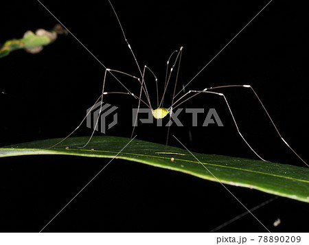 不思議な生き物。地球外生物を思わせるザトウムシの一種、モエギザトウムシ。 不思議な生き物。地球外生物を思わせるザトウムシの一種、モエギザトウムシ。 78890209