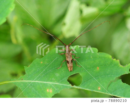 触角が長く尾端に矢筈状の切れこみがあるカミキリムシ。ヤハズカミキリ。 触角が長く尾端に矢筈状の切れこみがあるカミキリムシ。ヤハズカミキリ。 78890210