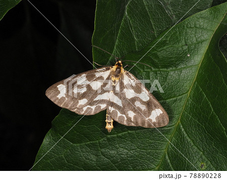 昼間飛ぶ蝶のような蛾のひとつウメエダシャク。 昼間飛ぶ蝶のような蛾のひとつウメエダシャク。 78890228