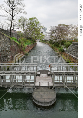 東京都　春　羽村市　羽村取水堰　玉川上水と第二水門 78890507
