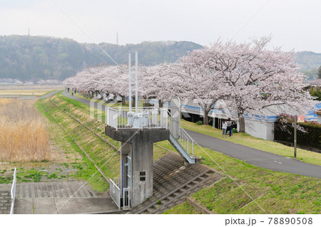 東京都　春　羽村市　多摩川沿い大正土手の桜並木 78890508