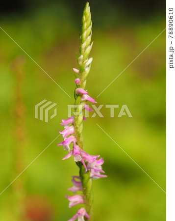 螺旋状に花をつけるランの仲間 ネジバナ の写真素材