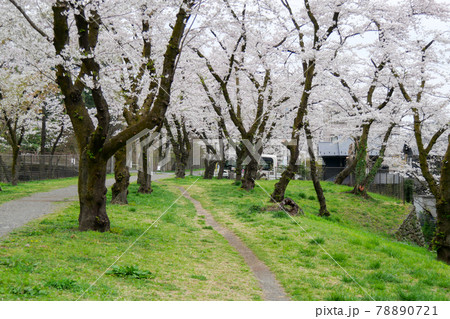 東京都　春　羽村市　羽村堰　玉川上水横のさくら道 78890721