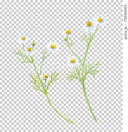 ハーブ：カモミールの水彩イラスト。ティー用ハーブ。カミツレ。 78890905