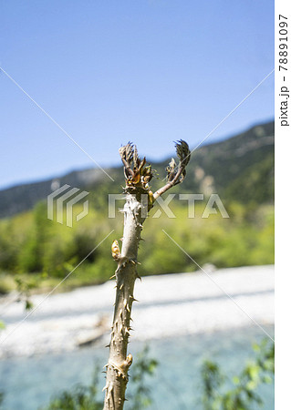 春の上高地　梓川沿いのタラノキ 78891097
