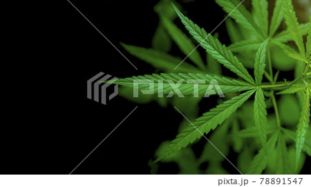 Marijuana leaf illustrations on cannabis Dark background, beautiful background, top corner picture Marijuana leaf illustrations on cannabis Dark background, beautiful background, top corner picture 78891547
