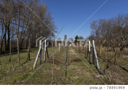 Young Vineyard at the begning of the spring Young Vineyard at the begning of the spring 78891969