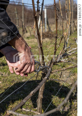 Vine grower hand. Pruning the vineyard with professional steel scissors Vine grower hand. Pruning the vineyard with professional steel scissors 78891977