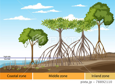 Structure of mangrove forest with three zones diagram Structure of mangrove forest with three zones diagram 78892110
