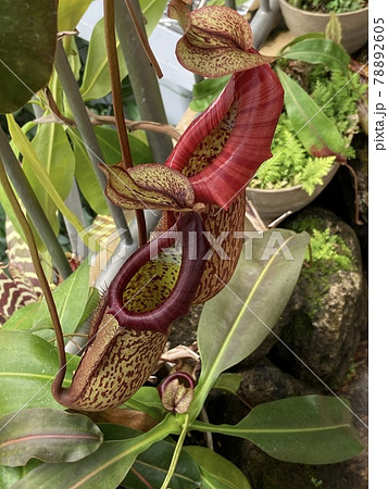 ウツボカズラ　マキシマ 78892605