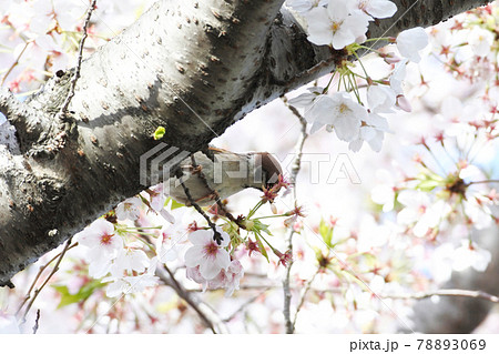 スズメが木の幹の後ろから顔を出して桜の花びらを千切っている スズメが木の幹の後ろから顔を出して桜の花びらを千切っている 78893069