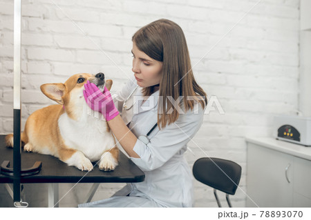 Veterenary doctor examining a dog in a clinic 78893070