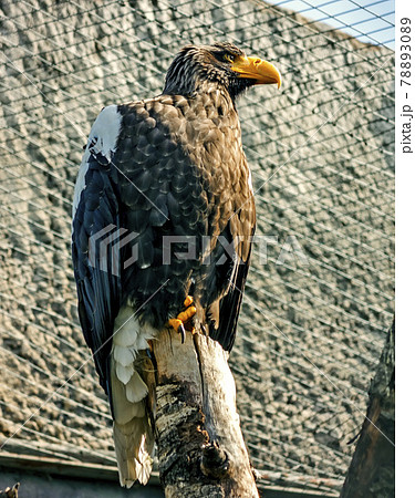 Portrait of a  eagle. 78893089