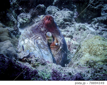 Octopus turns maroon at the bottom of the Indian Ocean Octopus turns maroon at the bottom of the Indian Ocean 78894349