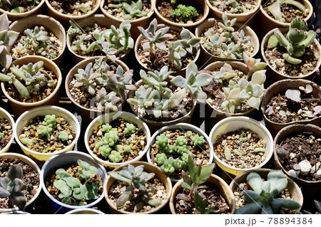 小さな多肉植物 78894384